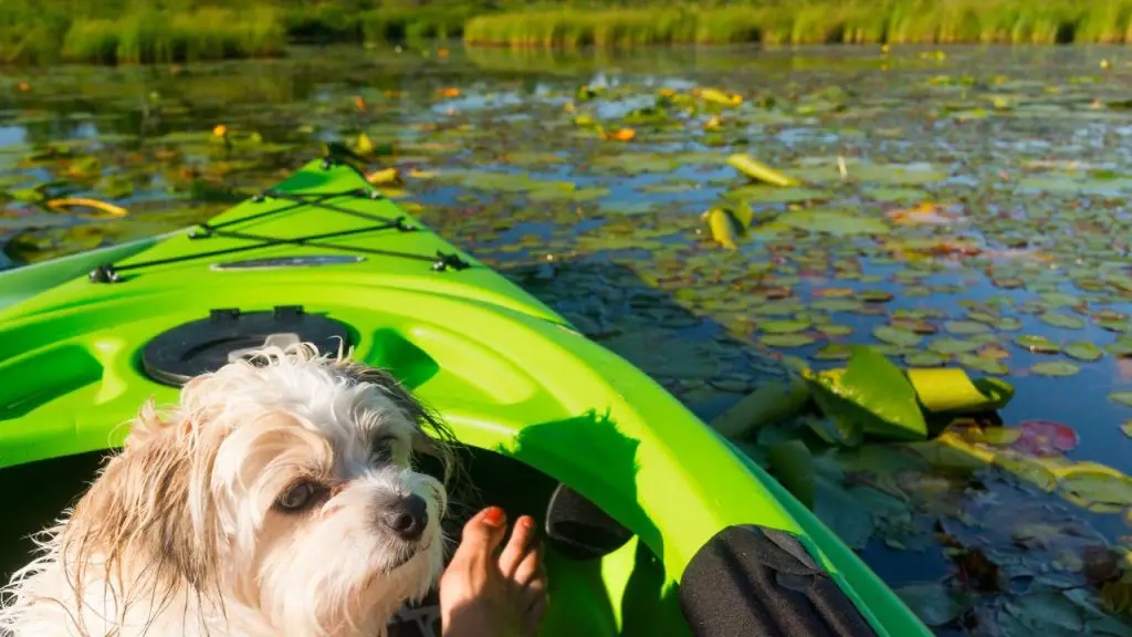 kayaking with your dog