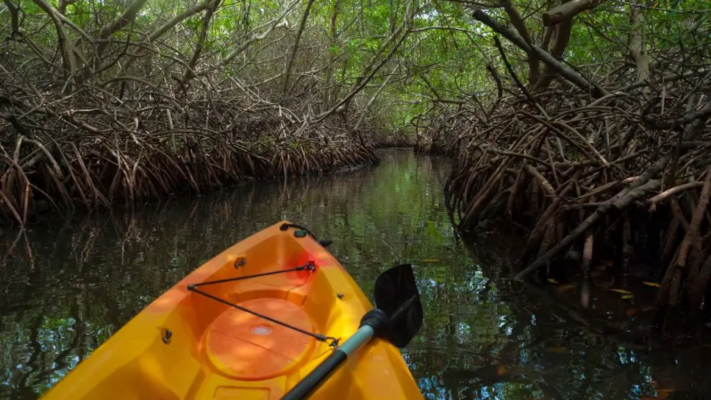 Kayak and a Mangrove Forest