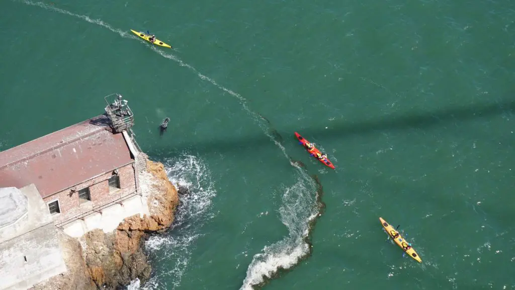 Kayaks are paddling together near the shore