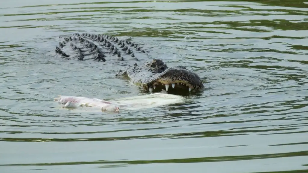 Alligator is eating